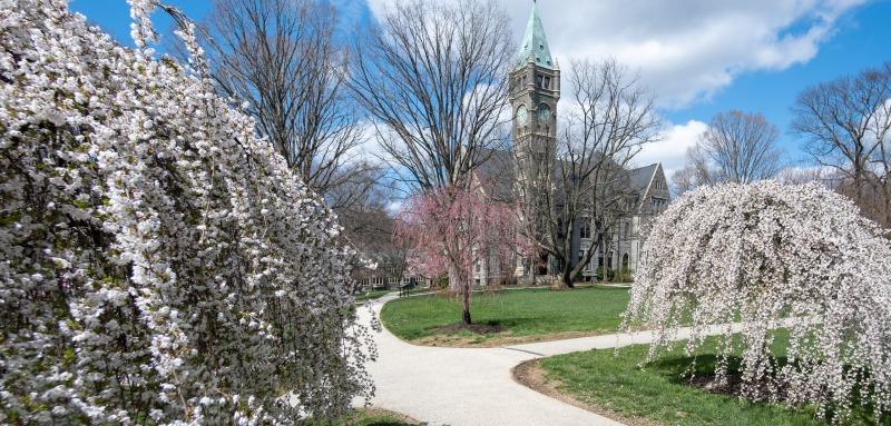 Taylor Hall Cherry Blossoms