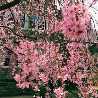 Flowers in a tree