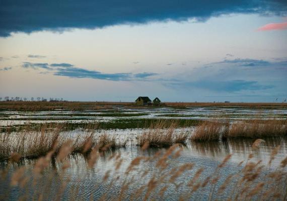 Salt Marsh